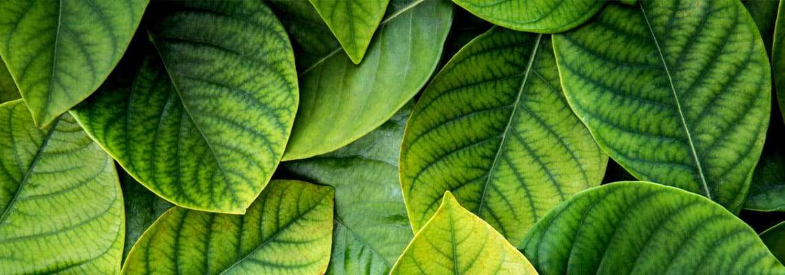 why does fake tan turn green 2 1