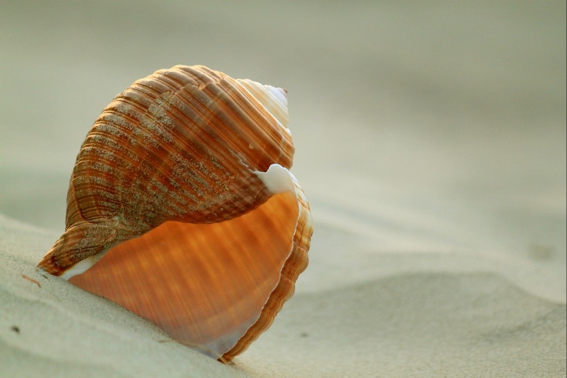shell2921091280 1