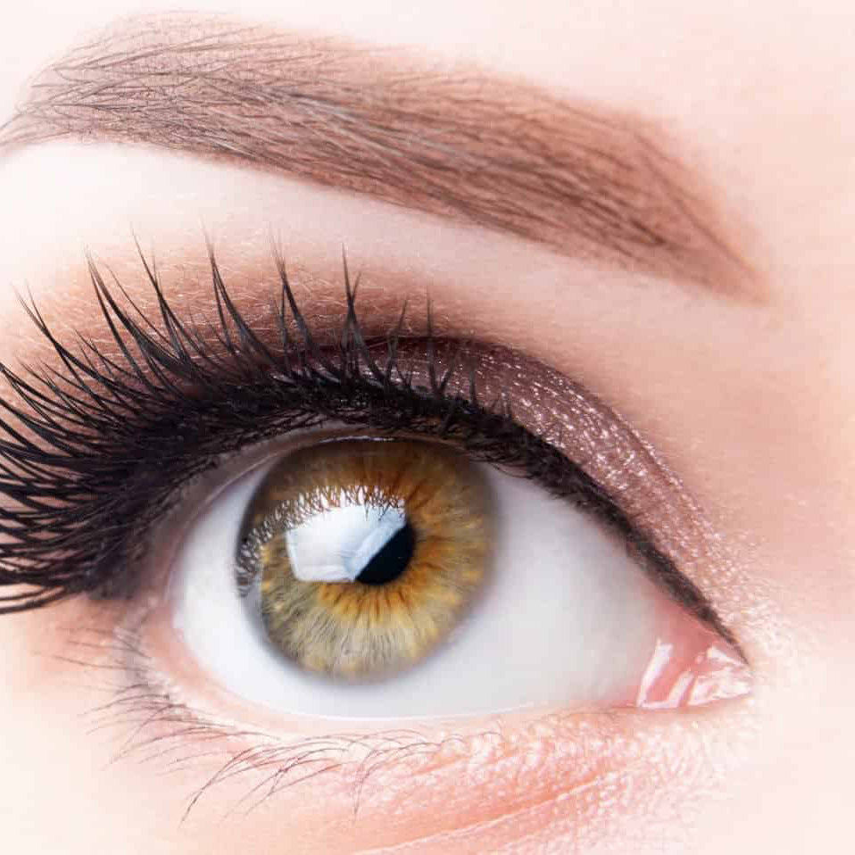 Sienna X - Professional